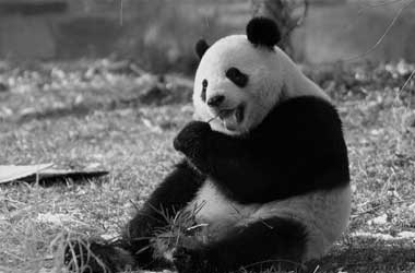 Imagem-de-Panda