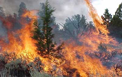 Imagem-de-incendio-em-floresta