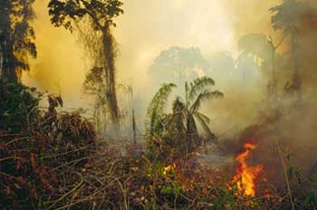 imagem-de-incendio-na-floresta