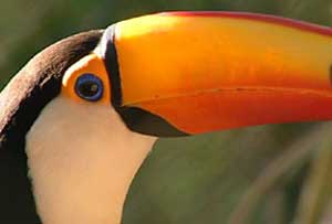 Imagem-de-um-tucano