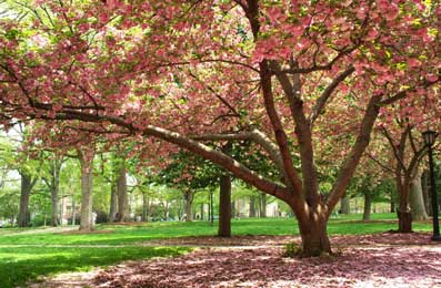 Imagem-de-um-parque-com-muito-verde