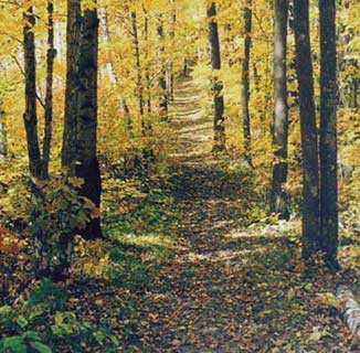 Imagem-de-um-caminho-cercado-de-verdes