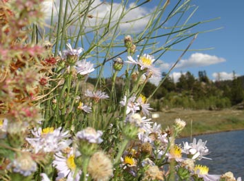 Foto-de-flores