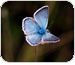 Borboleta azul num ambiente de cores escuras